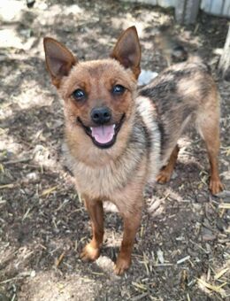 Chihuahuamix-Hündin, 1 Jahr - Kappeln (Schleswig-Holstein)