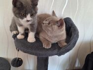 Zwei BKH Kater Abgabe bereit. - Lippstadt