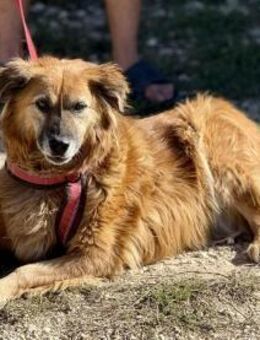 MONiCA ist sanft und voller Güte ❤️ - Mylau