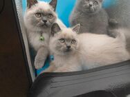 Süße BKH Katzen Babys - Jerxheim