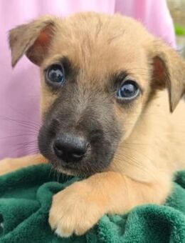 Sonnenschein Garry sucht Zuhause - Kallmünz