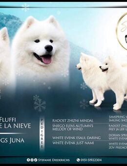 Samojeden Welpen - Pronsfeld