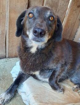 MERLIN - sucht dringend ein Zuhause.... - Kempen