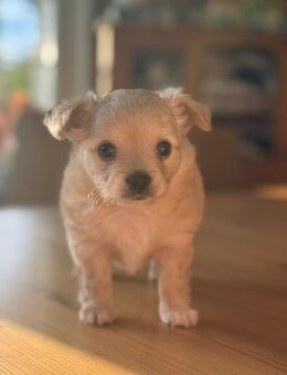 Reinrassig Langhaar Chihuahua Rüde - Herresbach