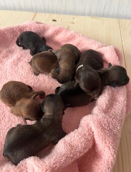 Bolonka Zwetna Welpen am 26.10.2025 auf die Welt gekommen - Köthen (Anhalt)
