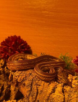 Kornnatter ink. Terrarium - Versmold