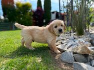 Reinrassige Golden Retriever Welpen aus hervorragender Verpaarung - Hauzenberg
