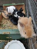 Kaninchen Babys in 66907
