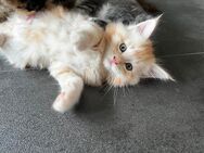 Zuckersüße Maine Coon Kitten - Helsa