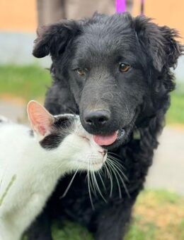 Curly sucht dich - Ellerbek