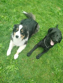 Biete Hundetraining an, Problem Fälle am liebsten. - Amberg