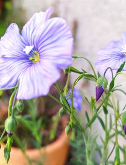 Samen BLAUER STAUDEN-LEIN (Linum perene) heimische mehrjährige Wildstaude Naturgarten - Bremen