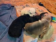 Französische Bulldoggen Welpen - Ibbenbüren