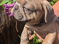 Französische Bulldogge mit leuchtend blauen Augen, Näschen und kl. Schwänzchen - Wiesbaden