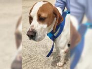 Pepe liebt Spaziergänge - Bergisch Gladbach