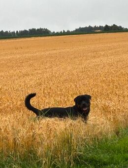 Rottweiler als Deckrüde - Pfullendorf