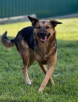 Vicky - sensible & freundliche Hündin - Berlin