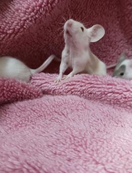 Süße junge Farbmäuse - Bad Sooden-Allendorf