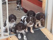 Wachtelhund Welpen suchen eigene Familie - Boxberg (Oberlausitz)