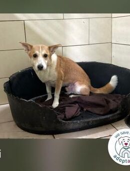 Inti: Sucht ein Zuhause - Kirchzell