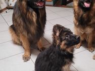 Schäferhund Welpen lange Haare - Scheibenhardt