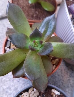 Sukkulente: Echeveria Black Prince - Troisdorf