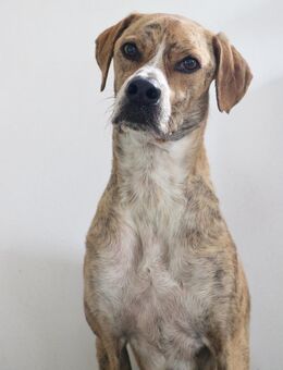 Paco sucht ein Zuhause - Arnsberg