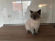 Verkaufe meinen Bkh Kater! - Ahaus Zentrum