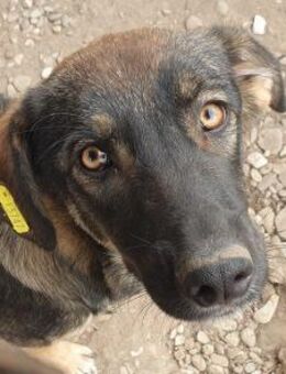 MATTEO-wunderschöner Rüde, 52 cm - Rösrath