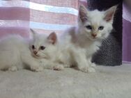 Heilige Birma Kitten /Jungs