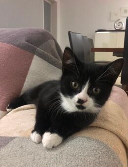 Babykatze - Gelsenkirchen