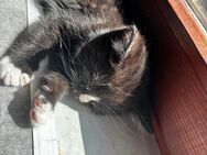 BKH kitten - Windeck