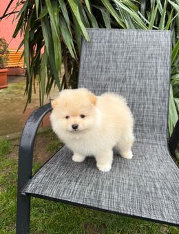 Ich verkaufe einen Pomeranian - Leipzig