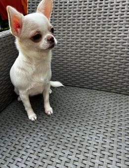 Chihuahua Junge und Mädchen noch frei. - Rostock