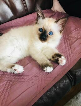 Katzen Heilige Birma abzugeben - Bergisch Gladbach