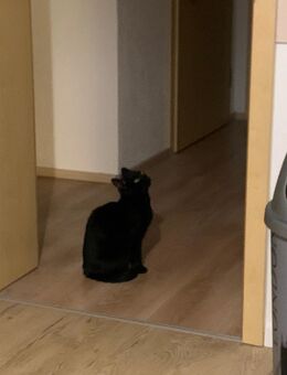 Schwarze Katzendame sucht neues Zuhause - Grafhorst