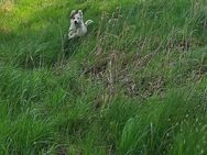 Border Collie Mischling... weiblich - Neukirch (Lausitz)