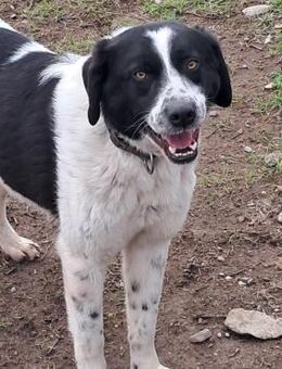 💖 Freundlicher Lio 🐶 - Eislingen (Fils)