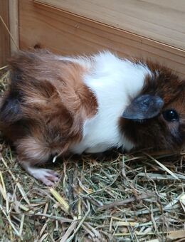 Meerschweinchen - Perach