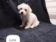 Bichon Mix Luna - ein süßer Schatz! - Heinsberg