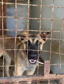 junge Tierschutzhündin, Lana, 9 Monate - Köln