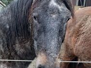 3 jähriger Wallach Pony Mix - Heinsberg