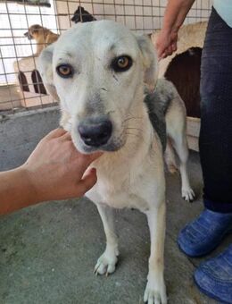 Xena von kettenlos - Bollingstedt