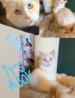 2 Neva Masquarade Ragdoll Kitten Kater - Bochum