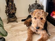 Welsch Terrier Welpe sucht liebevolles Zuhause - Berlin Tempelhof-Schöneberg