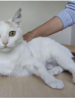 Hada - zarte, sanfte und süße Katzendame - Wilhelmsfeld