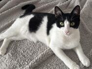 Sanfte Jungkatze MIRA sucht ihr Zuhause! - Berlin