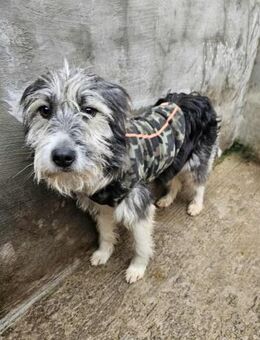 Wuschelmaus Matilda - Eichenzell