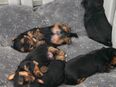 Yorkshire Terrier in 93333