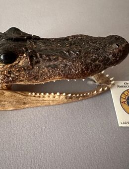 Genuine American Alligator präparierter echter Alligatorkopf Taxidermie - Mainz